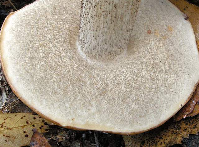 La grande siccita''....ma qui i funghi spuntano lo stesso !